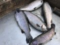 IMG_1335.JPG