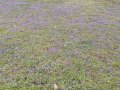 IMG-20200417-WA0150.jpg
