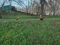 IMG-20200420-WA0110.jpg