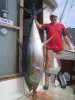 Big Yellowtuna 115kg!.JPG