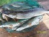 100_1759.jpg