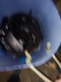 IMG_20200626_012102.jpg