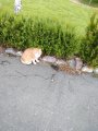 IMG_20200702_034659.jpg