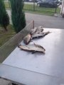 IMG-20200711-WA0015.jpg