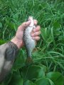 IMG_20200715_183451.jpg