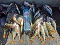 IMG_20200804_103223.jpg
