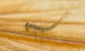 Pond-Olive-Cloeon-dipterum-mayfly-nymph-3.jpg