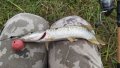 IMG_20200813_094407.jpg