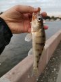 IMG_20200906_185621.jpg