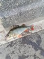 IMG_20200907_064207.jpg