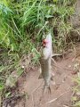 IMG_20200911_153203.jpg