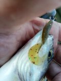 IMG-20201003-090113.jpg