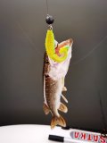 IMG_20201010_073619.jpg