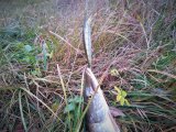 IMG_20201104_133326174.jpg