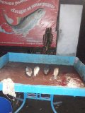 IMG-20201115-WA0006.jpg