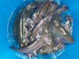 IMG-20201116-WA0008.jpg