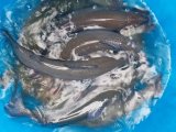 IMG-20201116-WA0009.jpg