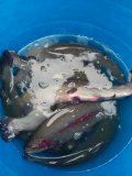 IMG-20201116-WA0012.jpg