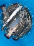IMG-20201116-WA0011.jpg