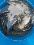IMG-20201116-WA0015.jpg