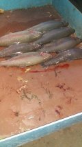 IMG-20201116-WA0025.jpg