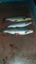 IMG-20201116-WA0029.jpg