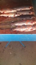 IMG-20201116-WA0033.jpg