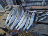 IMG-20201114-WA0063.jpg