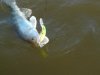 phoca_thumb_l_Uvelik258.jpg