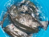 IMG-20201121-WA0002.jpg