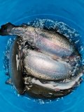 IMG-20201121-WA0010.jpg
