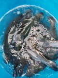 IMG-20201124-WA0008.jpg