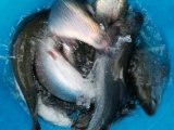 IMG-20201124-WA0016.jpg