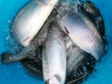 IMG-20201124-WA0021.jpg