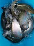 IMG-20201124-WA0027.jpg