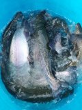 IMG-20201124-WA0029.jpg