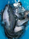 IMG-20201124-WA0030.jpg