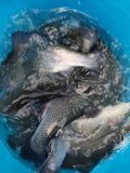 IMG-20201124-WA0036.jpg