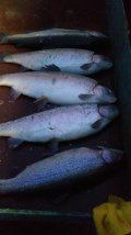 IMG-20201125-WA0015.jpg