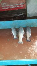 IMG-20201125-WA0018.jpg