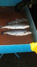 IMG-20201125-WA0020.jpg