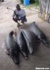 fish2.jpg