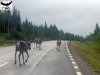 schweden2013_28.jpg