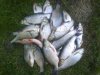 DSC00058.jpg