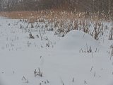 P1020050.jpg