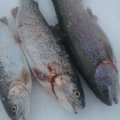 IMG_20210127_133855_539.jpg