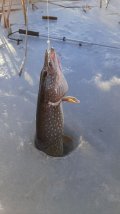 IMG-20210124-WA0027.jpeg