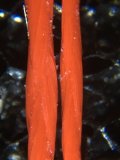 IMG_3579.JPG