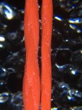 IMG_3580.JPG
