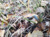 IMG_20201014_110839.jpg